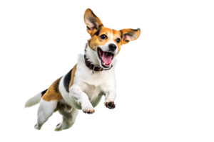 Energetic and joyful beagle dog in mid-air jump with open mouth and excited expression demonstrating pure happiness png