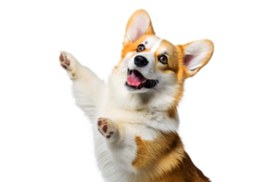 Adorable pembroke welsh corgi puppy portrait showing excitement and greeting with a happy expression and joyful raised paw on a white background. png