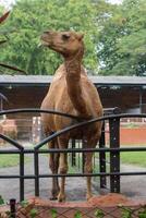 Camel standing behind fence at zoo, close-up of dromedary with brown fur. Desert animal in captivity with green trees background. Wildlife conservation and animal habitat concept. photo
