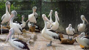 Group of Australian Pelicans or Pelecanus Conspicillatus or Undan Kacamata in zoo, large water birds with long beaks and white feathers, wildlife conservation, exotic bird in captivity. photo