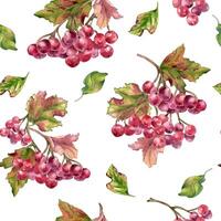 Bunch of red viburnum berries watercolor seamless pattern isolated. Snowball tree berries on branch, leaves in botanical repeated background hand painted. Red berries hand drawn for textile, package vector