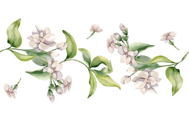 Jasmine white flowers in watercolor seamless border isolated. Pink flower gardenia botanical style hand drawn. Blooms of jasmine, buds, foliage repeated texture for design textile, package, wedding.