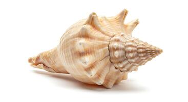 A conch shell is shown on a white background photo