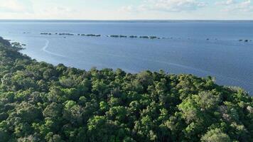 cênico Amazonas floresta tropical dentro manaus amazonas dentro brasil. famoso fundo. video