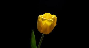 A single yellow tulip is shown against a black background photo