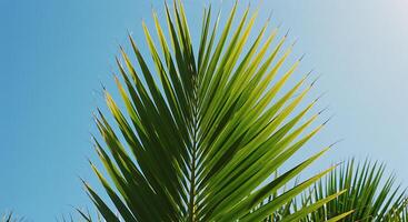 A palm tree with a blue sky in the background photo