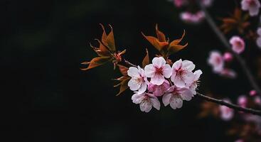 A cherry blossom is shown in front of a dark background photo