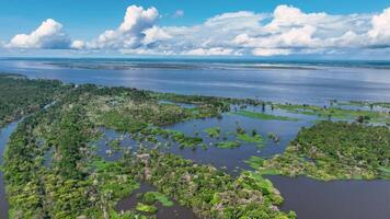 acima amazonense floresta tropical às manaus dentro amazonas brasil. impressionante fundo. video