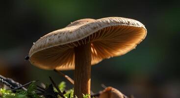 A mushroom is growing on a moss covered ground photo