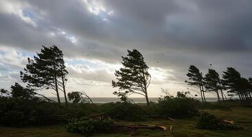 A group of trees that are on the ground photo