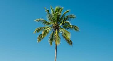 A palm tree stands alone on a beach photo