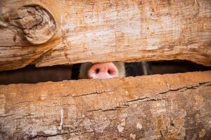 Close-up of a pig's nose locked in a fence, a pig's nostrils, captive animal concept. photo
