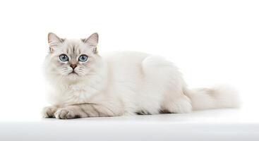 A white cat with blue eyes sitting on a white surface photo