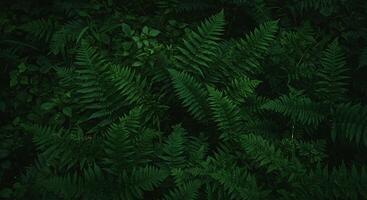 A green fern plant is seen in the dark photo