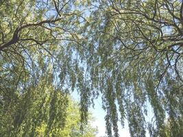 Looking up through the branches of weeping willow trees photo