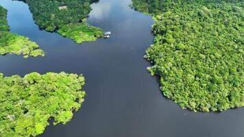 aéreo amazonense floresta tropical dentro manaus amazonas Brasil . famoso fundo. video