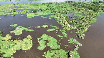 cênico amazonense floresta dentro manaus amazonas brasil. famoso cenário. video