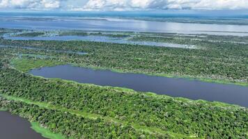 famoso Amazonas floresta dentro manaus amazonas dentro Brasil . deslumbrante panorama. video