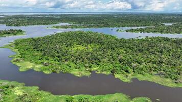 Alto ângulo do amazonense floresta dentro manaus amazonas dentro Brasil . impressionante fundo. video