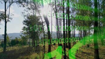 Awe Futuristic Bar Chart in Forest Trees Binary Code in Brazil . Scenic Cinematic. video