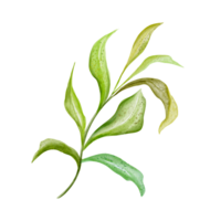 A watercolor illustration of a green leafy branch with soft textures and rounded leaves, arranged symmetrically along the stem. It evokes freshness, nature, and calmness in its simple beauty. png