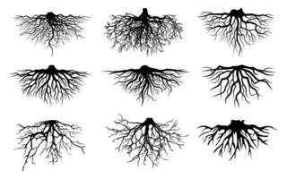 Big collection black roots silhouettes Symbol style and white background. Can be used for your work. vector