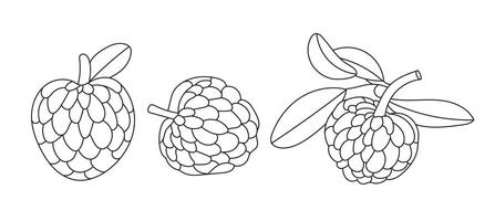 Illustration simple custard apple line with blank background vector