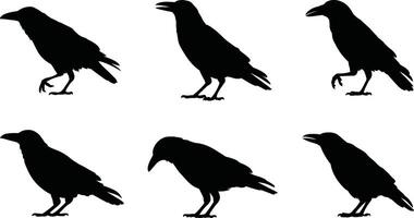Silhouette of a group of crows in various poses against a white background for design vector