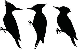 Silhouette illustrations of woodpeckers in various poses against a white background for design projects vector