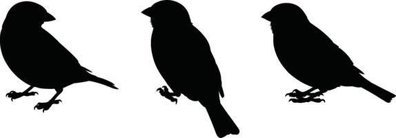 Black bird silhouettes on a white background depicting a collection of sparrow shapes and poses vector