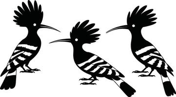 Elegant silhouettes of hoopoe birds in black and white isolated on a clean white background vector