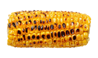 Roasted corn on the cob with charred golden kernels and grill marks isolated on transparent background png