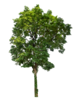Isolated Single tree with clipping path and alpha channel on a transparent picture background, high resolution. png