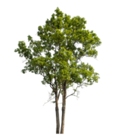 Green Trees isolated on white background. Tree and foliage in summer with cut path and alpha channel. high resolution. png