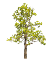 trees with clipping path and alpha channel on a transparent picture background, high resolution. png