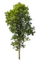 Real tree with green leaves, tree with clipping path and alpha channel on a transparent picture background, high resolution., png
