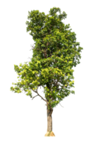 green tree isolated on transparent background with clipping path and alpha channel, high resolution png