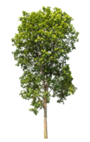 Isolated single tree with clipping path and alpha channel on a transparent background, high resolution. png