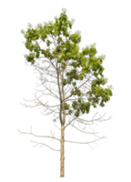 Isolated single tree with clipping path and alpha channel on a transparent picture background,high resolution. png