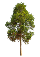 Trees Isolated on transparent Backgroundand foliage in summer with cut path and alpha channel, high resolution png