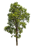 Single tree with clipping path and alpha channel on a transparent picture background, high resolution. png