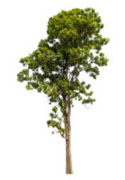 Tree with green leaves, tree on transparent background. high resolution. png