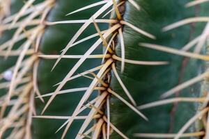 Close-up view of a cactus with sharp spines revealing nature's intricate defenses in a desert environment photo