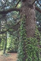 Majestic tree adorned with lush ivy in a tranquil forest during a serene afternoon stroll photo