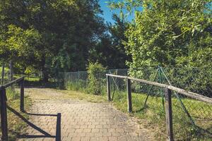 Serene pathway leading into a lush forest on a bright sunny day in a quiet countryside setting photo