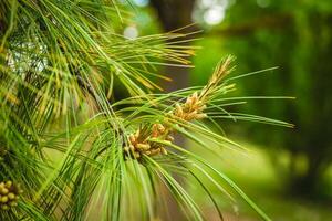 Lush pine branches adorned with vibrant cones in a serene forest setting during late springtime photo
