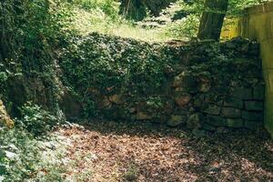Ancient stone wall embraced by nature in a tranquil forest setting during midday photo