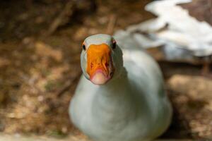 Curious goose explores its surroundings in a serene outdoor setting during the bright afternoon light photo