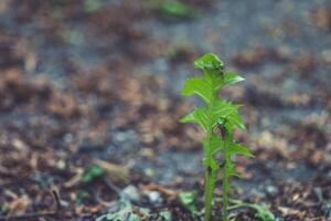 New life emerges from the soil, signaling the arrival of spring in a lush garden setting photo
