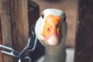 Curious goose peers through wooden gate in a serene farm setting during bright daylight photo